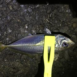 アジ釣り～飲ませ釣りまで順調